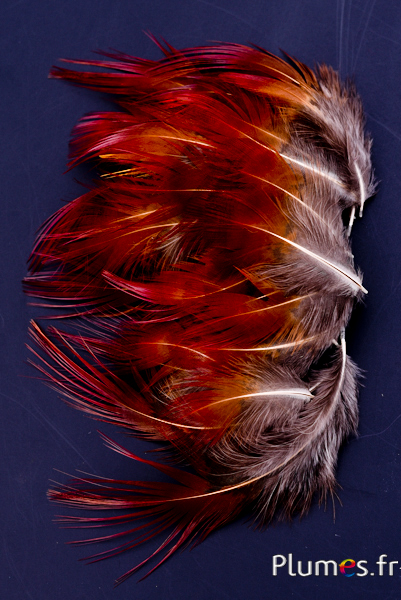 Faisan doré - 4-8 cm - rouge naturel